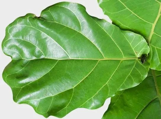 Fiddle Leaf Fig Leaf