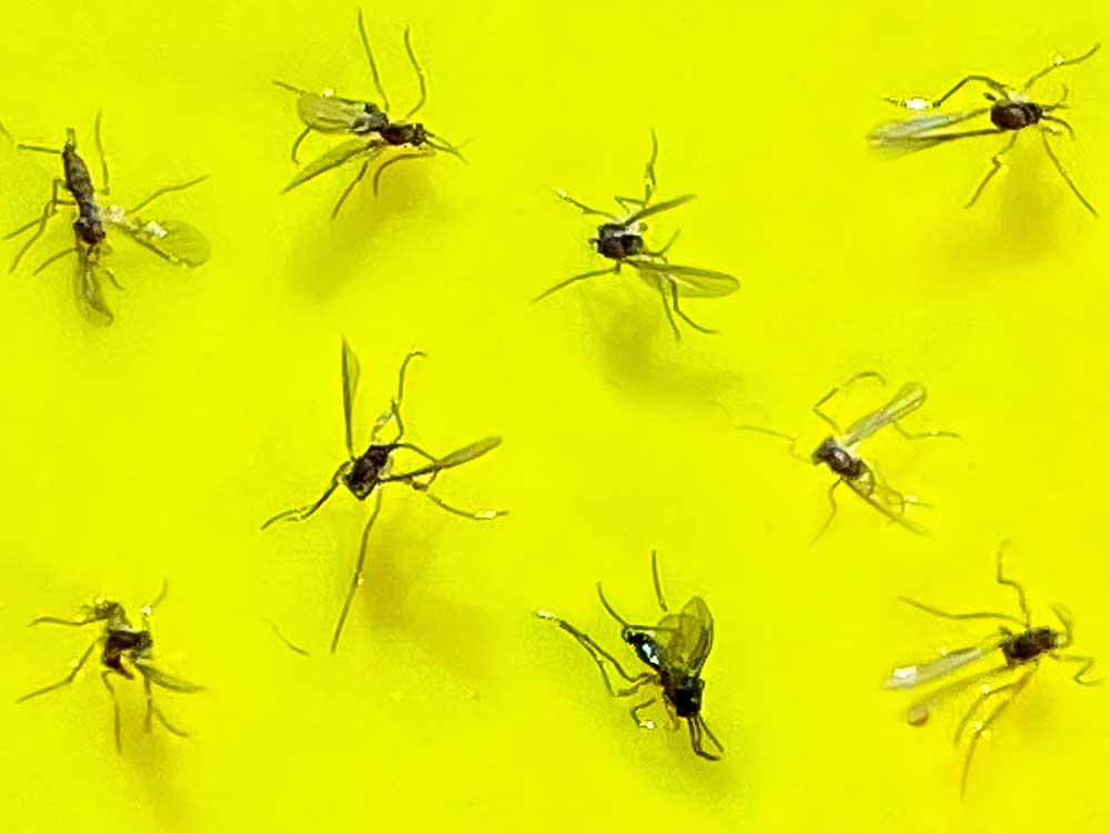 How to spot and remove fungus gnats