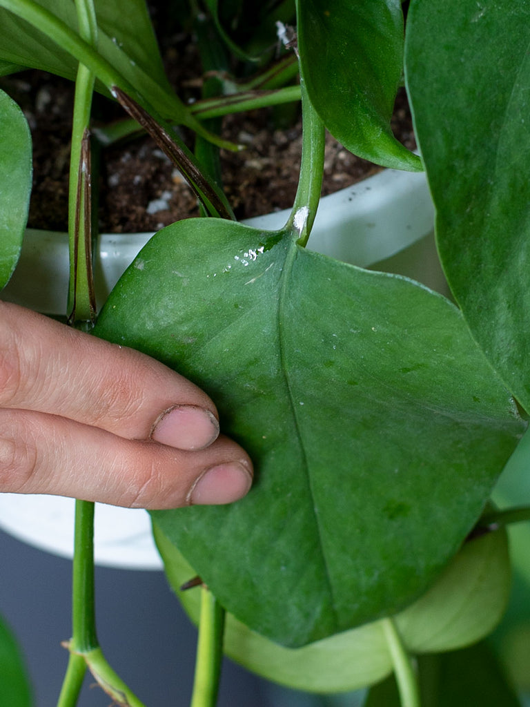 How To Get Rid Of Mealybug On Houseplants