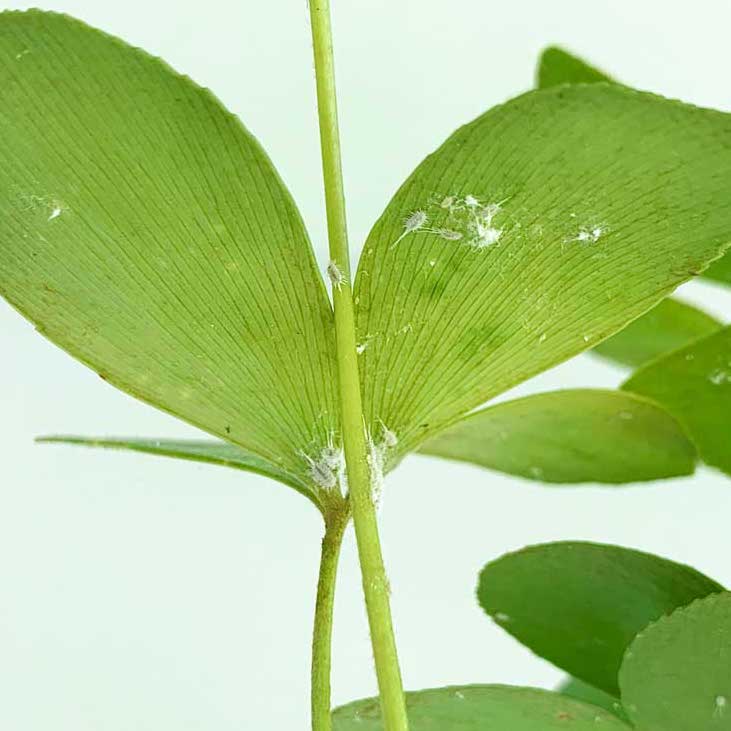 mealybugs on plant