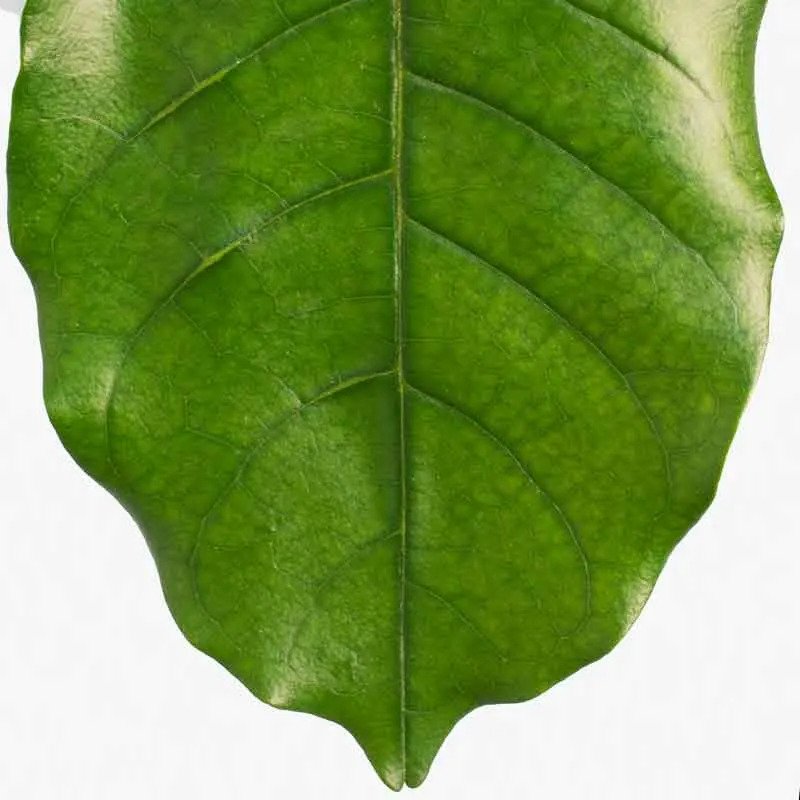 Natal Mahogany Leaf Close-up