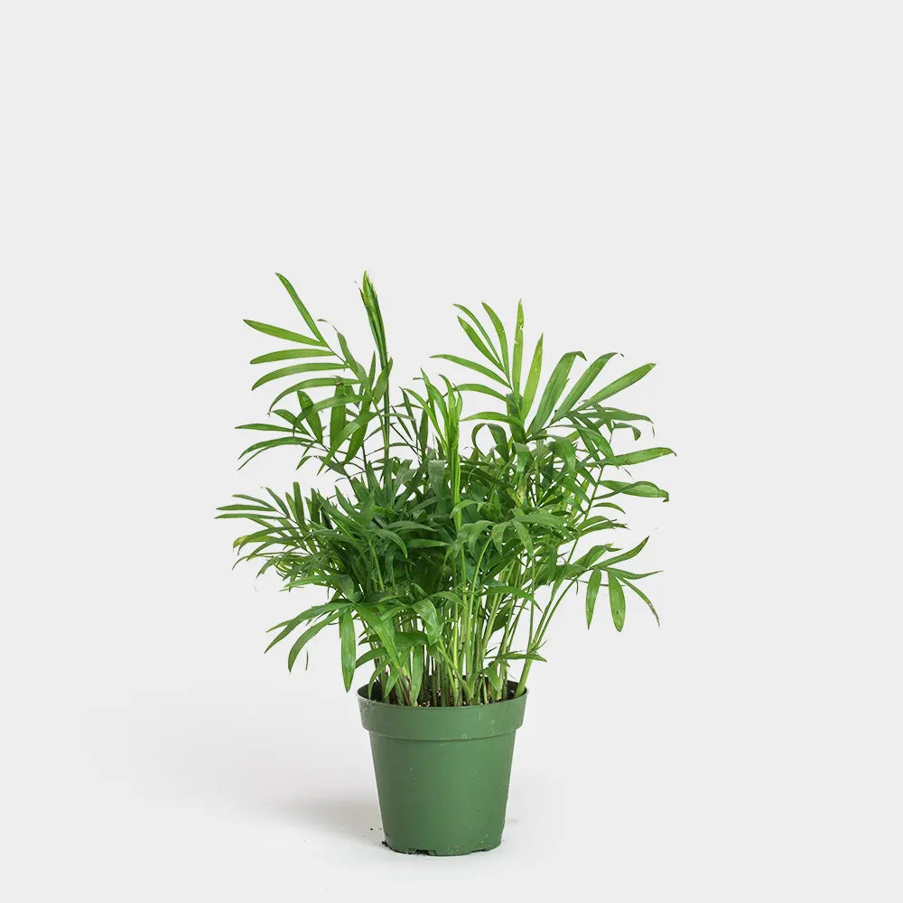 Greenery | Neanthe Bella Palm Care