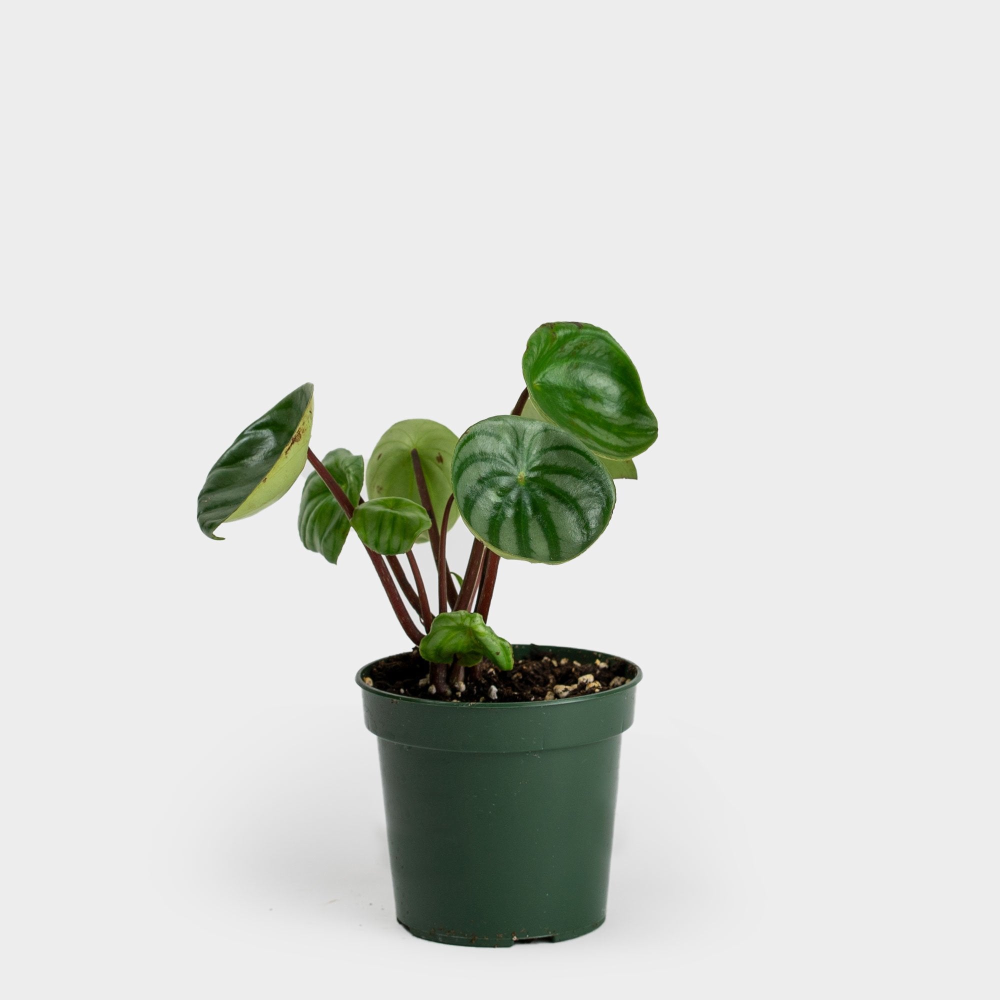 How to care for a peperomia