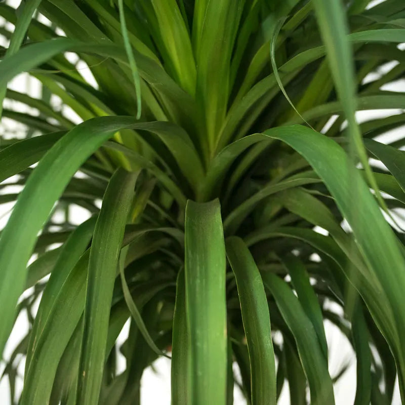 Greenery Unlimited How To Care For A Ponytail Palm Plant