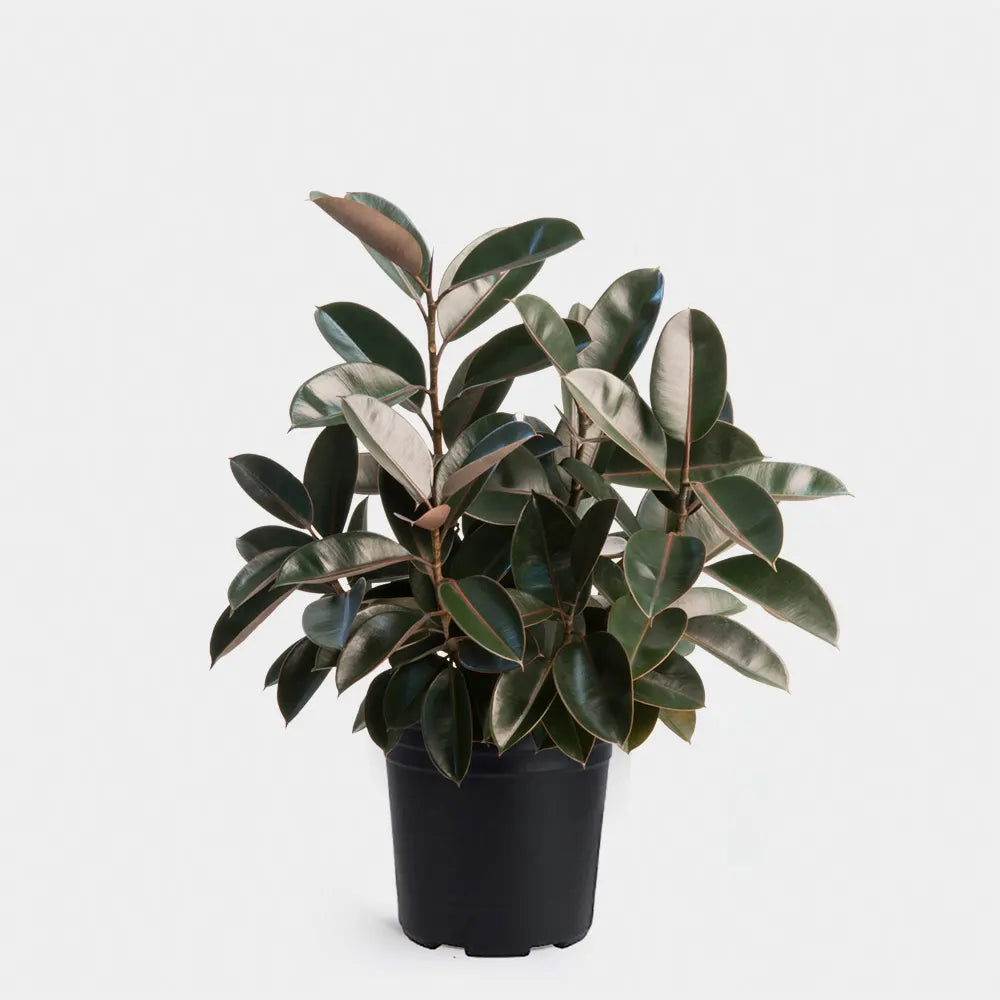 Rubber Plant aka Ficus Elastica Care Guide