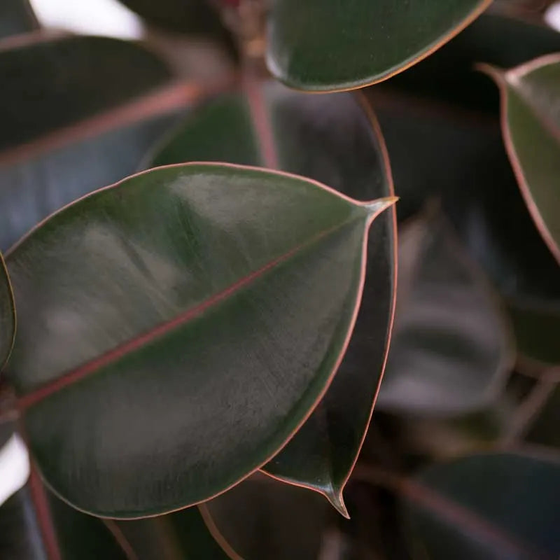 Ficus Elastica Leaves