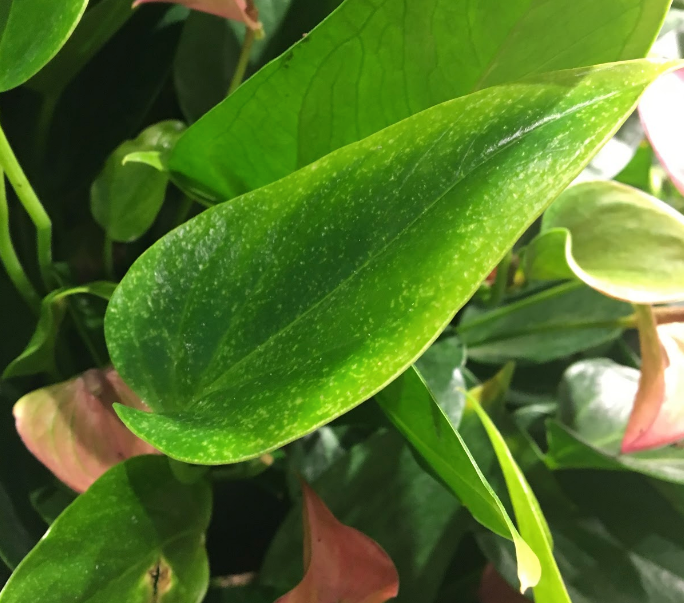 How to treat spider mites on indoor house plants