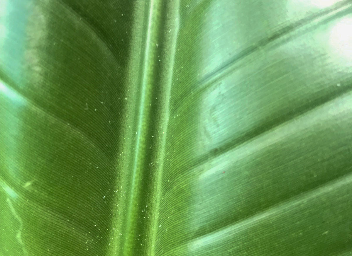 How to treat spider mites on indoor house plants