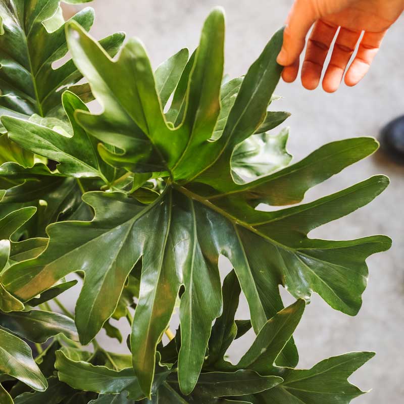 Philodendron Hope Selloum Leaf