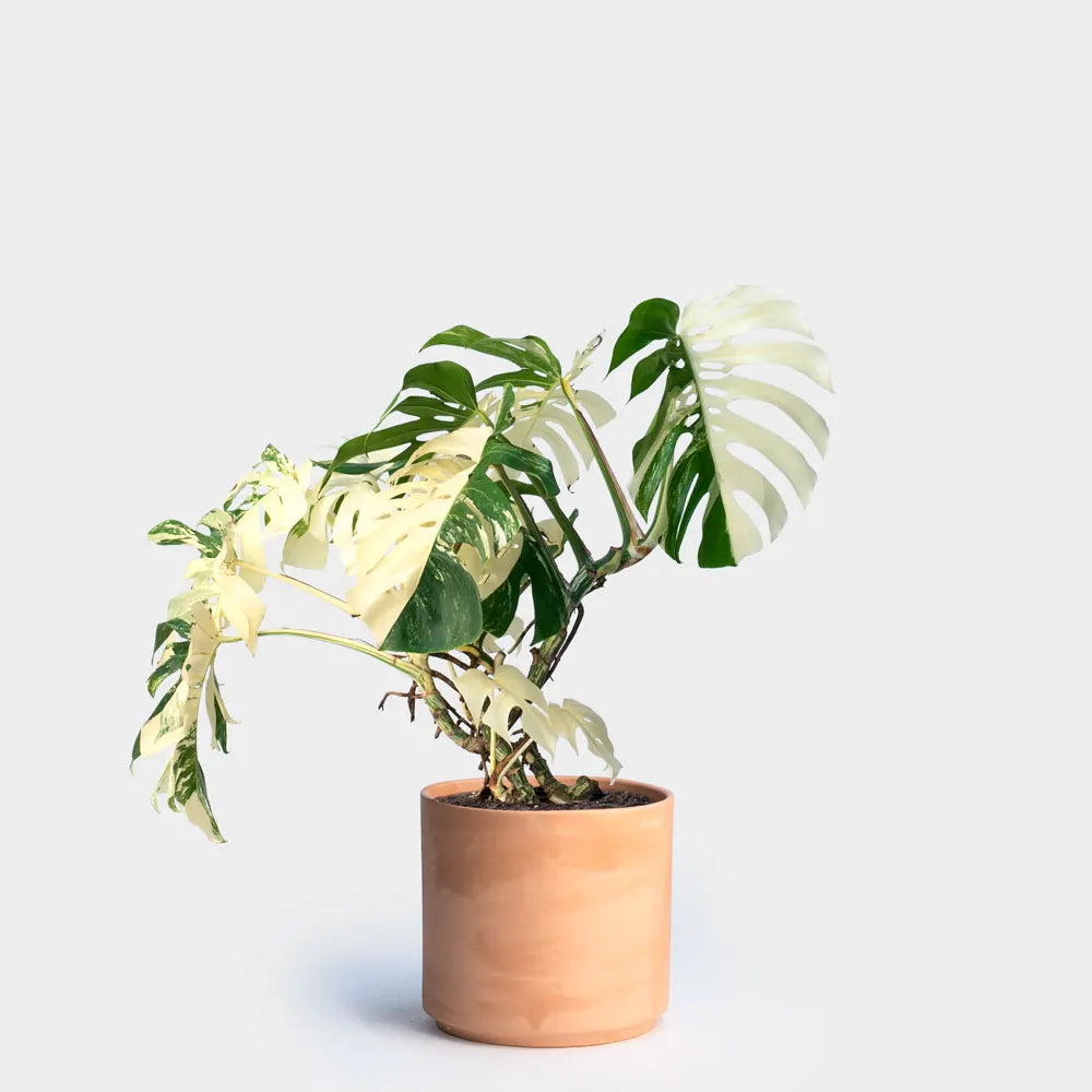 Varigated Monstera Plant Care Guide