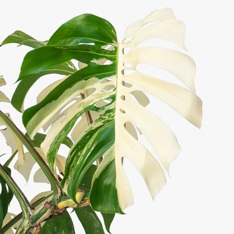 Varigated Monstera Leaf