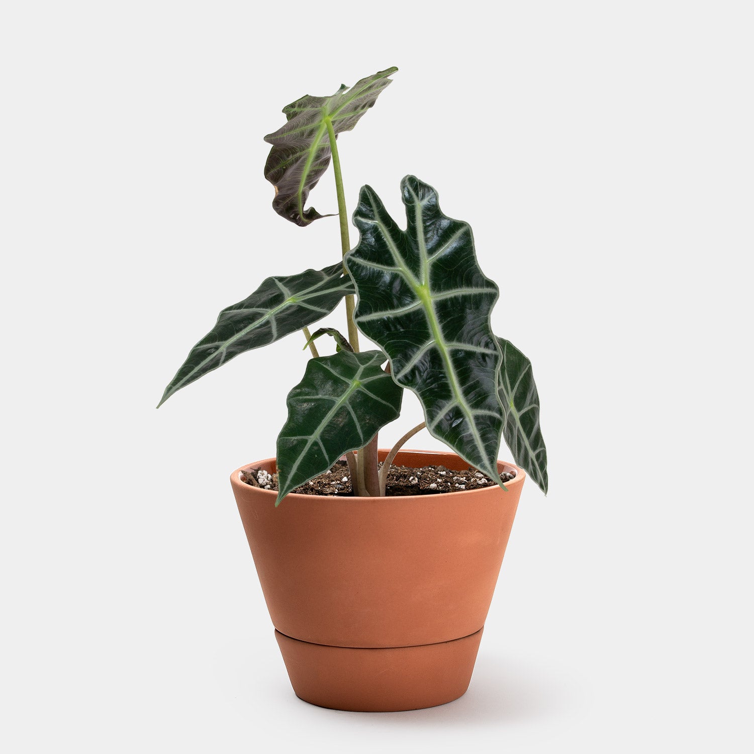 Alocasia Plant Care Guide