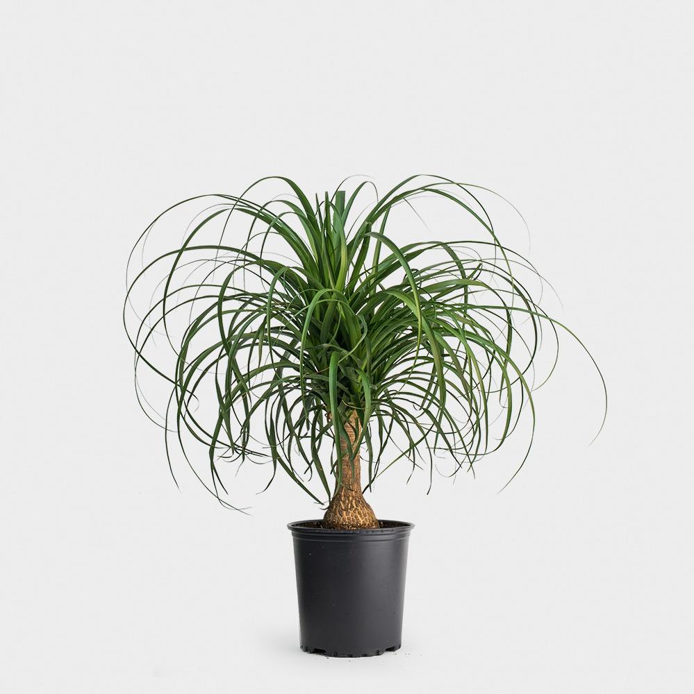 Ponytail Palm Plant Care