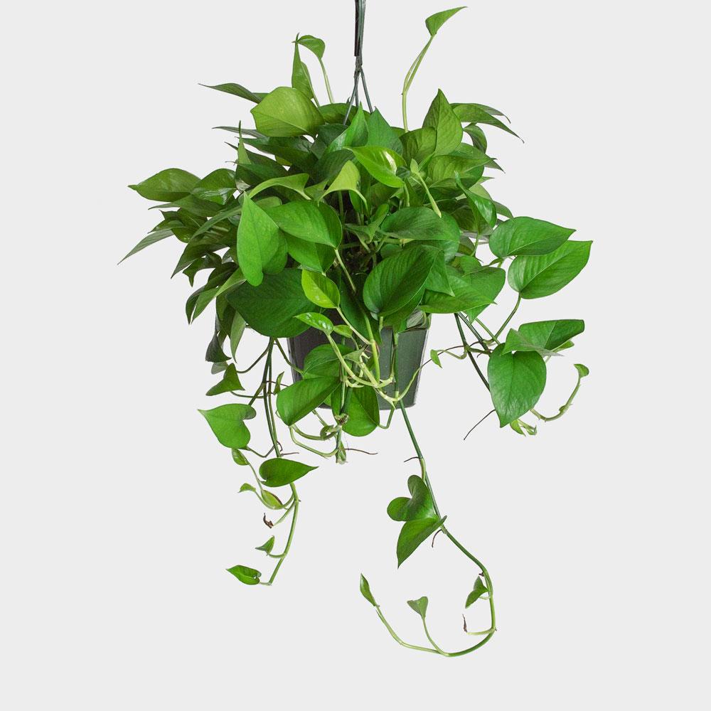 Pothos Plant Care Guide