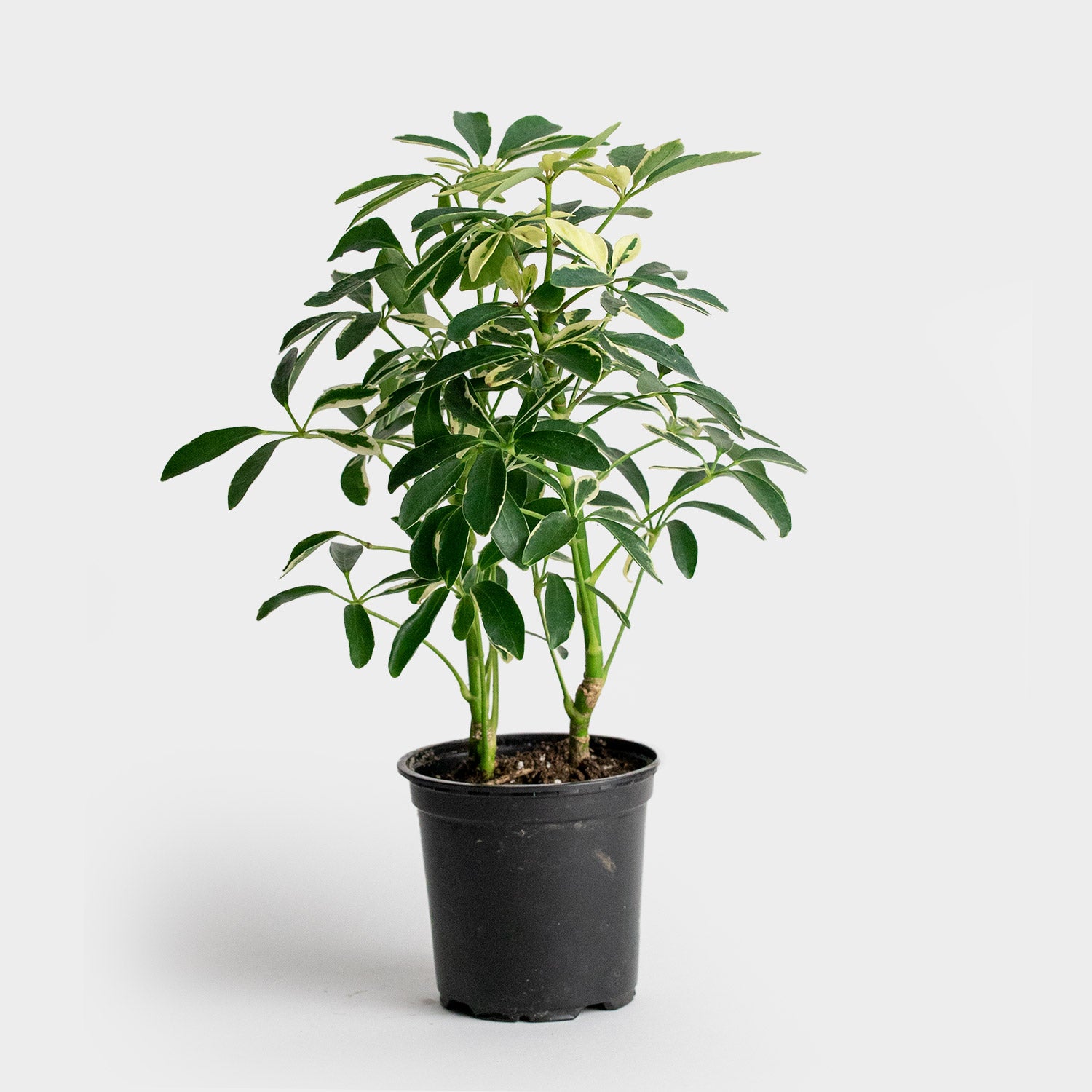 Greenery Unlimited | Schefflera Arboricola Varigated 4