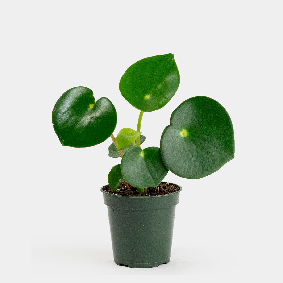 peperomia raindrop care