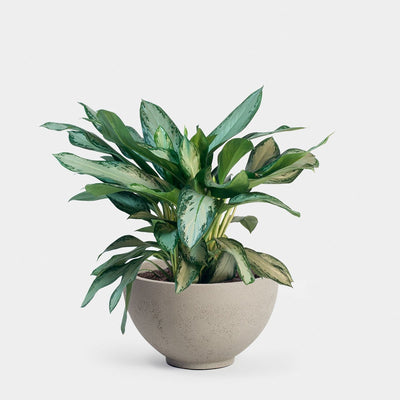 Greenery Unlimited Aglaonema Care