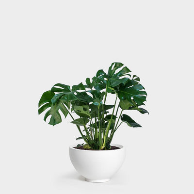 Wild Interiors — Monstera Care and How to Get Holey Leaves