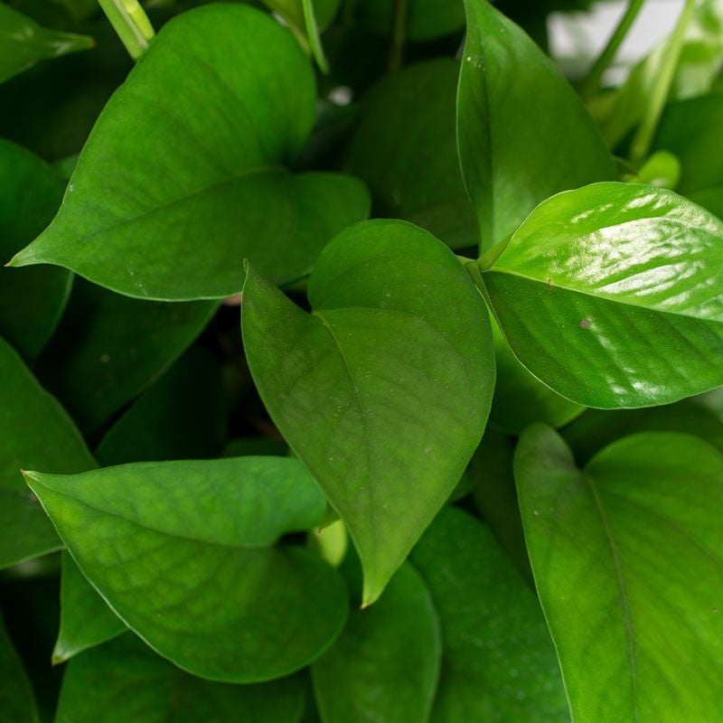 Anyone know why there is foam inside this? Do I need to remove it?? :  r/pothos