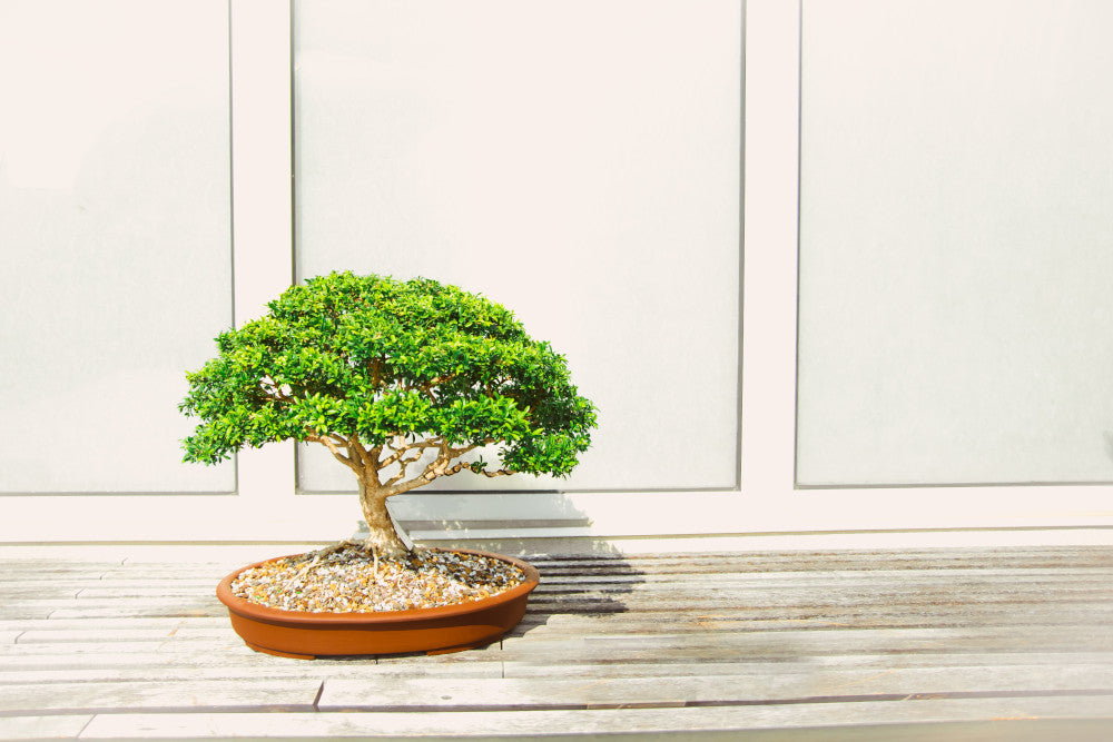 Bonsai tree retirement gift