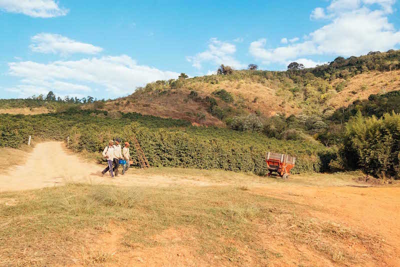 Pickers walking down hill at Carmo Estate