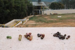 Coffee picked drying