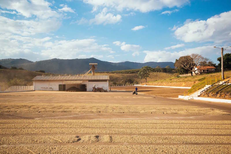 Coffee Drying at Carmo Estate