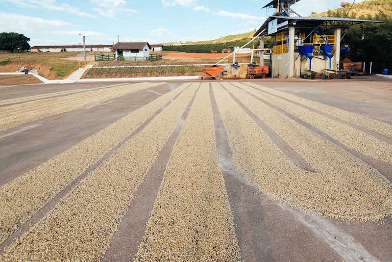 Coffee drying rows near the washing station at Carmo Estate