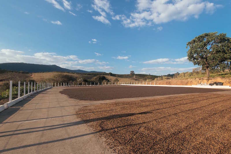 Natural process coffees drying in the sun