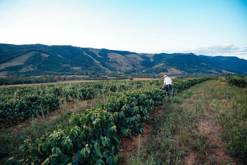 Tulio walking through a field at Carmo Estate