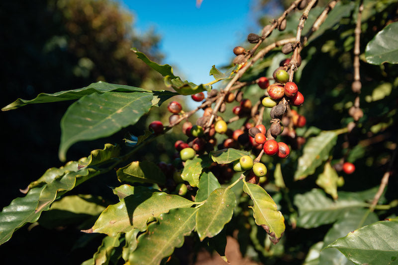 Coffee plants and cherries