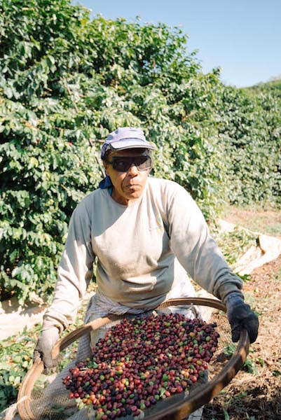 Sorting the mechanically picked coffee