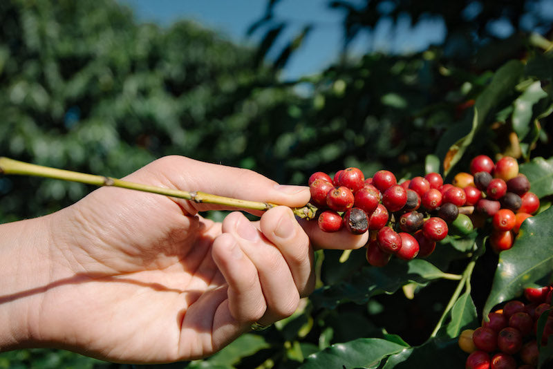 Coffee cherries