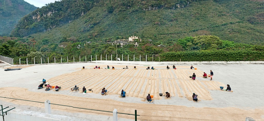 Finca El Injerto drying patio