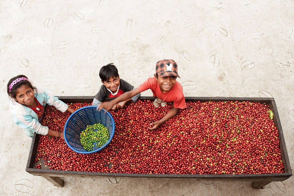 Kids helping sort cherries at Finca El Injerto