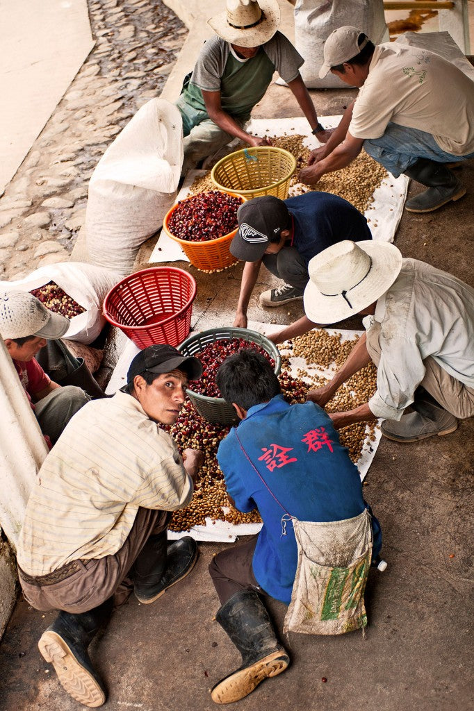 Pickers sorting cherries at Finca El Injerto weighing station