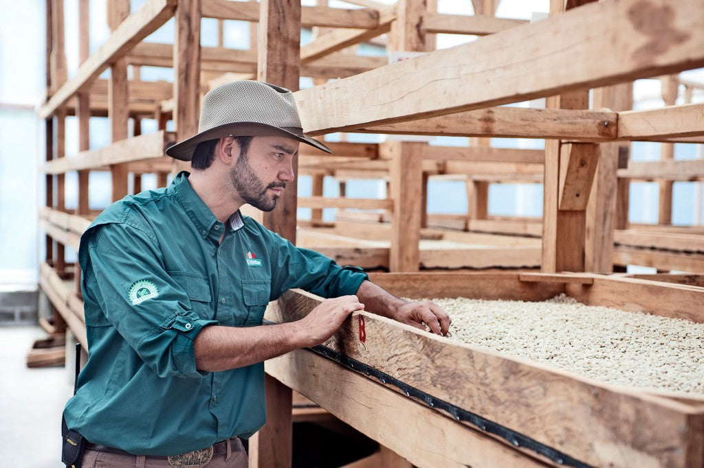 Arturo Jr. and drying beds at Finca El Injerto