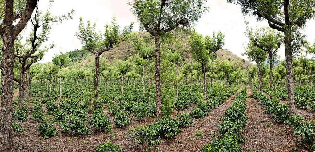 Finca Santa Clara coffee trees