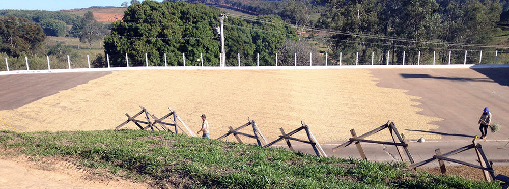 Carmo Estate drying and processing field