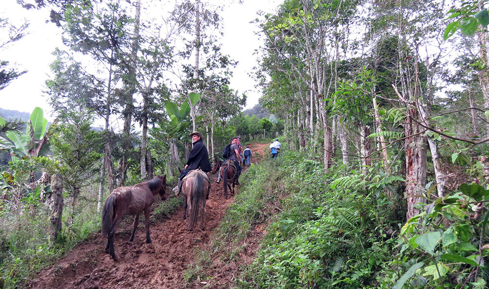 Group riding donkeys up the hill