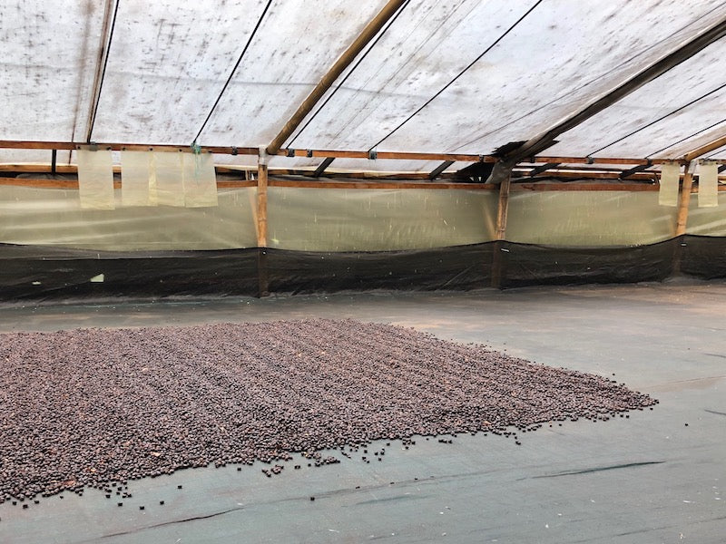 Finca Roma coffee drying