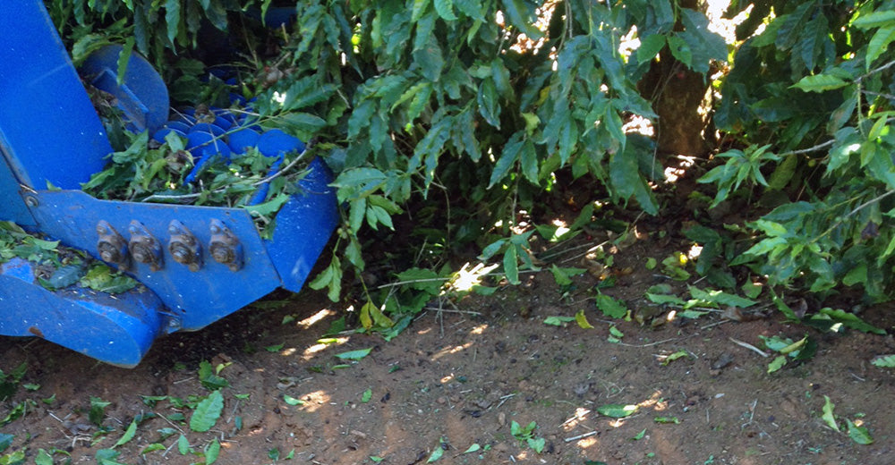 Mechanical picking of coffee plants