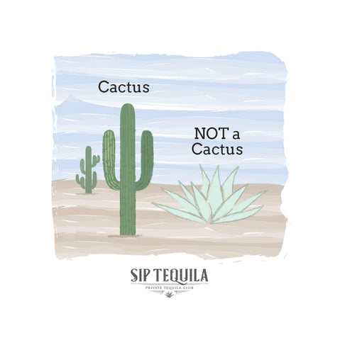 cactus vs agave