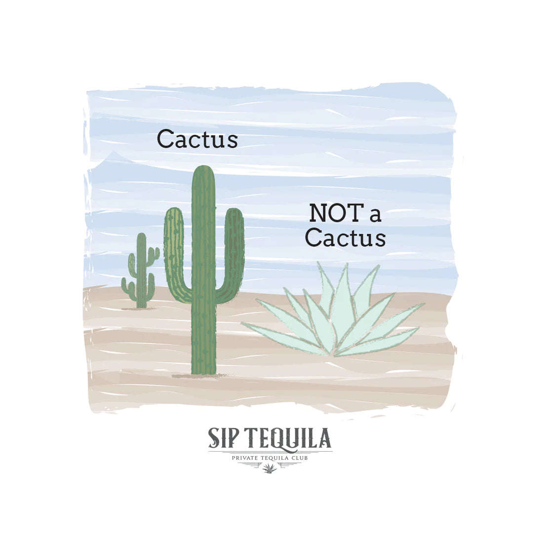 Cactus___Not_a_Cactus_1100x_jpg_10c2a6b7-048c-4a51-8ae3-dd195f4eec61
