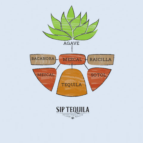hierarchy of agave