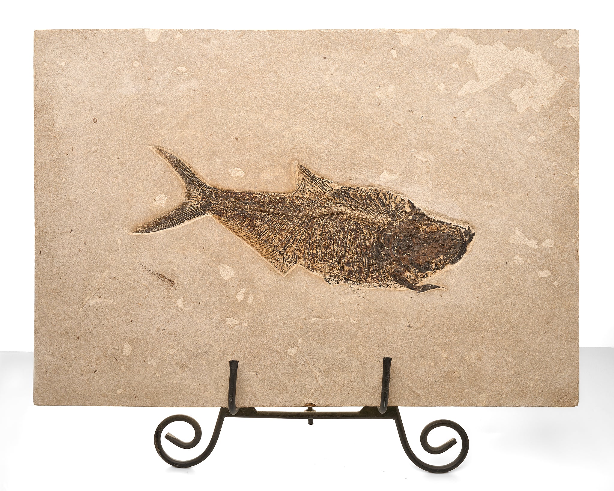 Large Diplomystus Fossil Plate from Green River, Wyoming