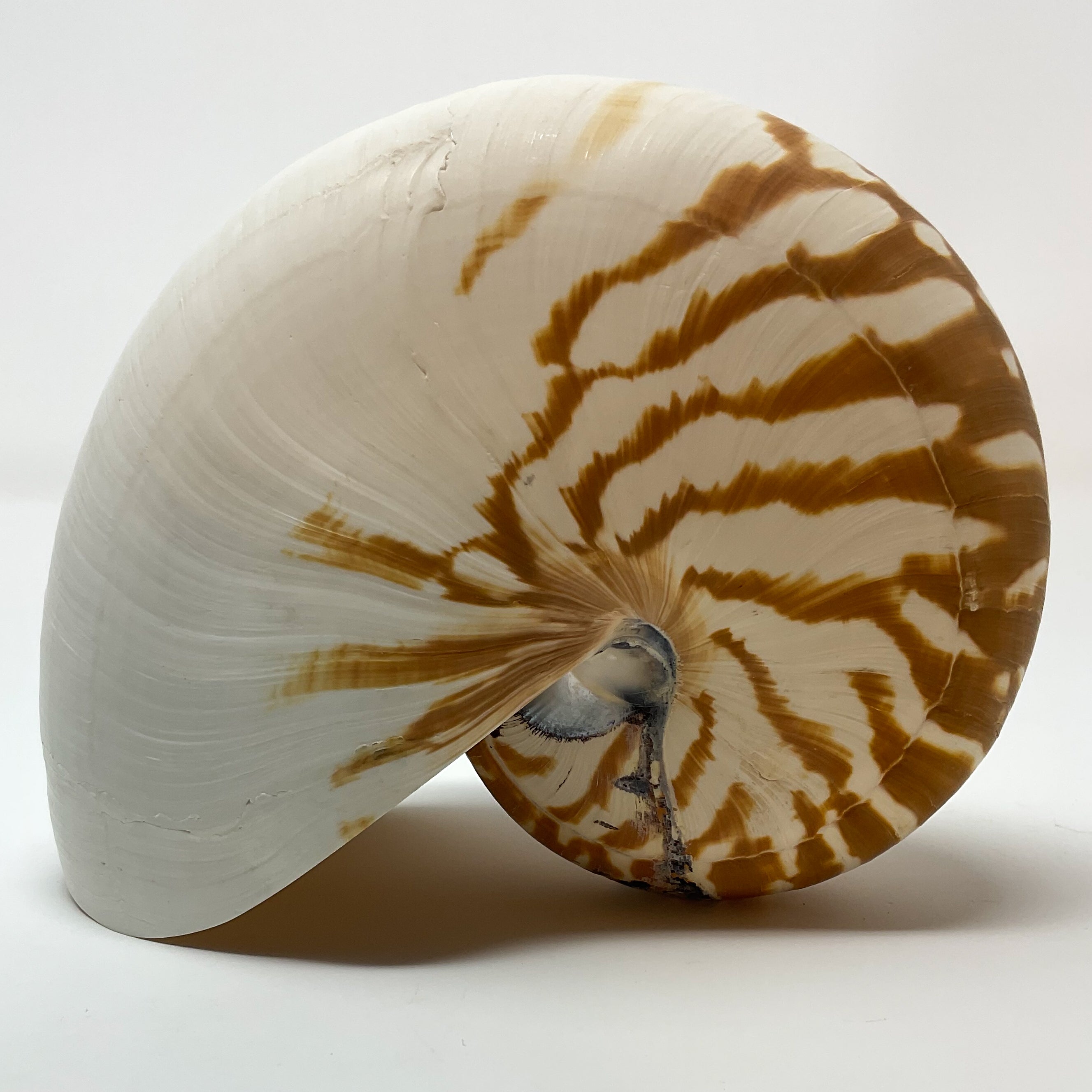 Nautilus Shell From The South Pacific Cornerstone Minerals