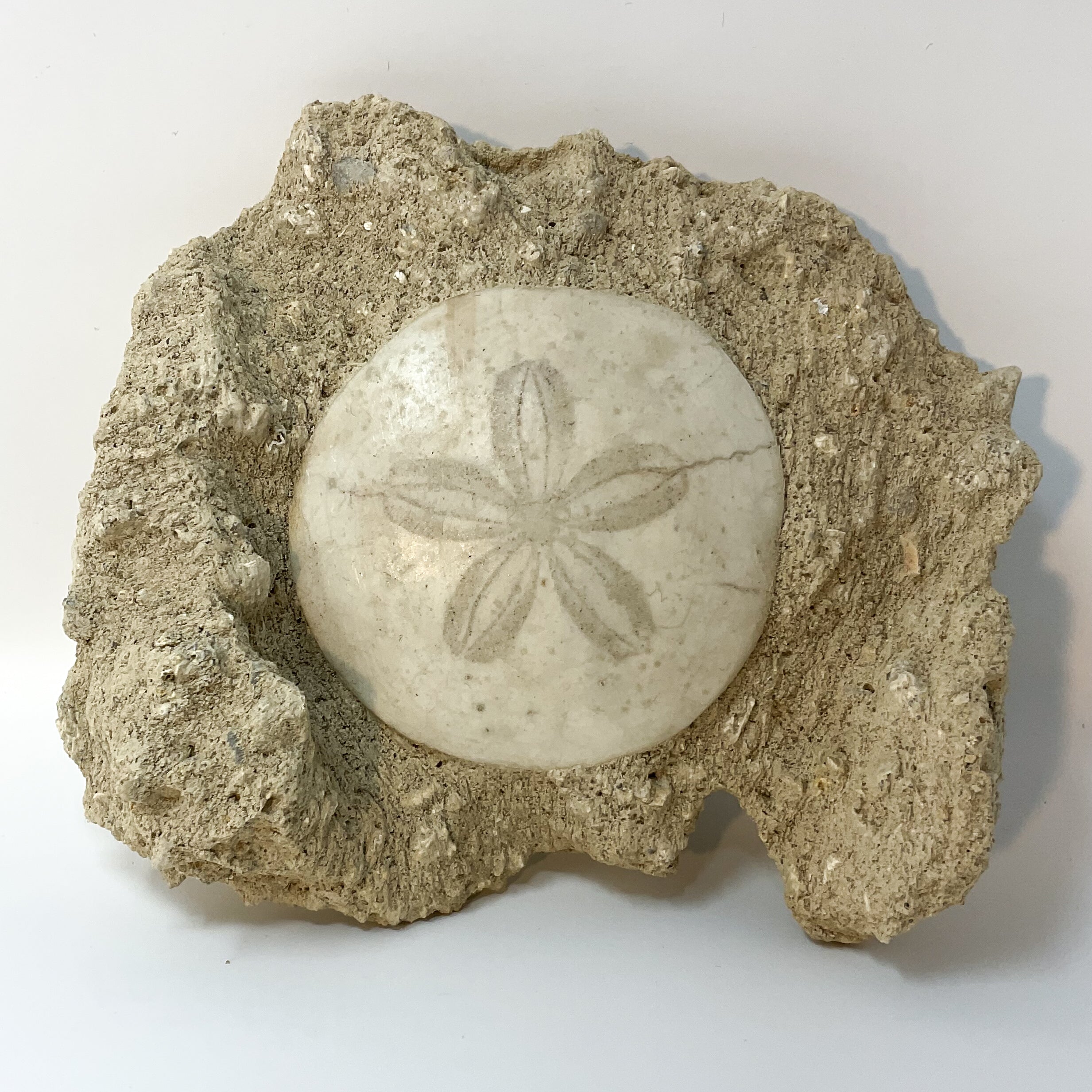 Fossil Sand Dollar from the D'Angers Region, France – Cornerstone Minerals