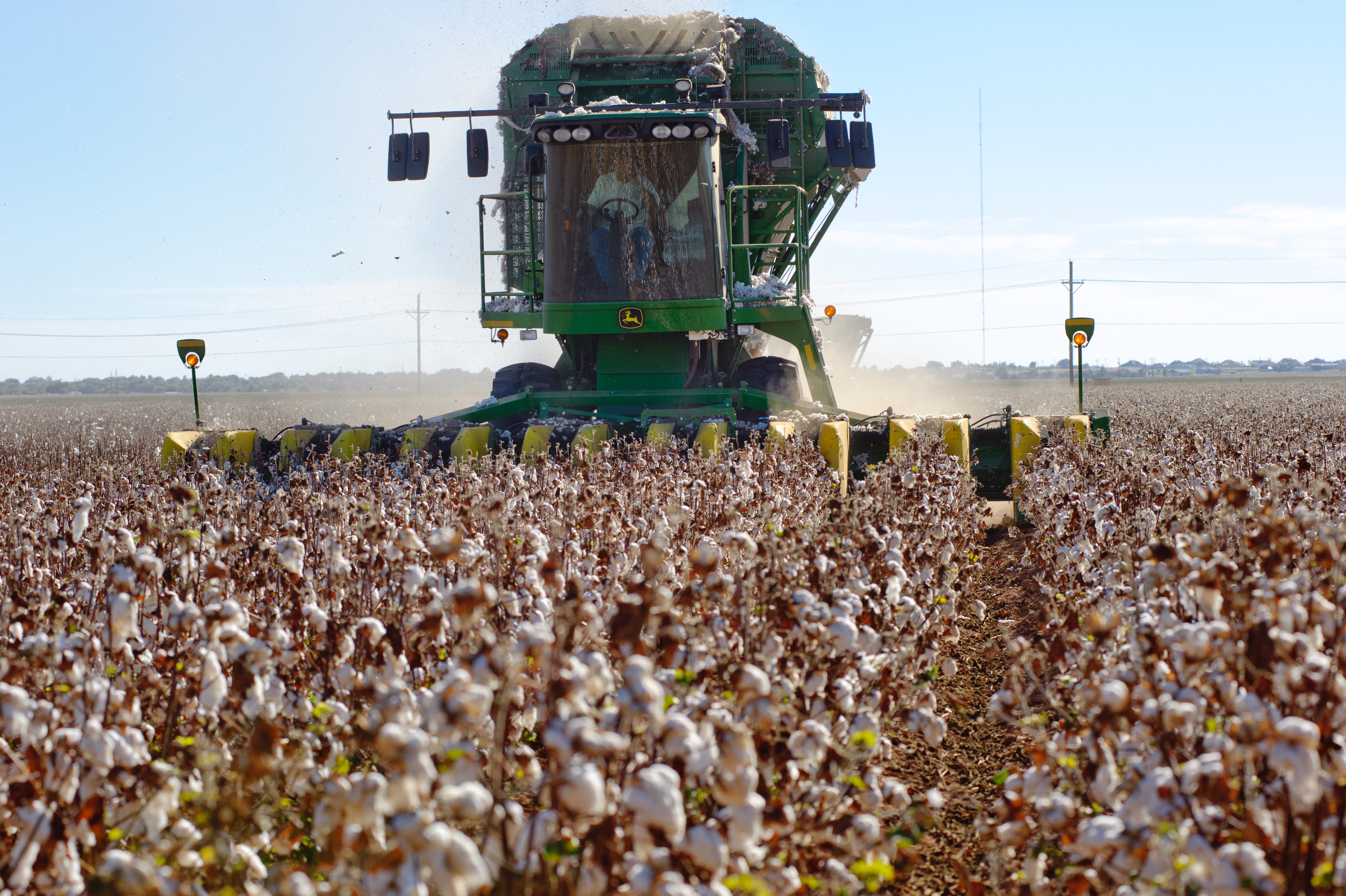 machine harvesting cotton field