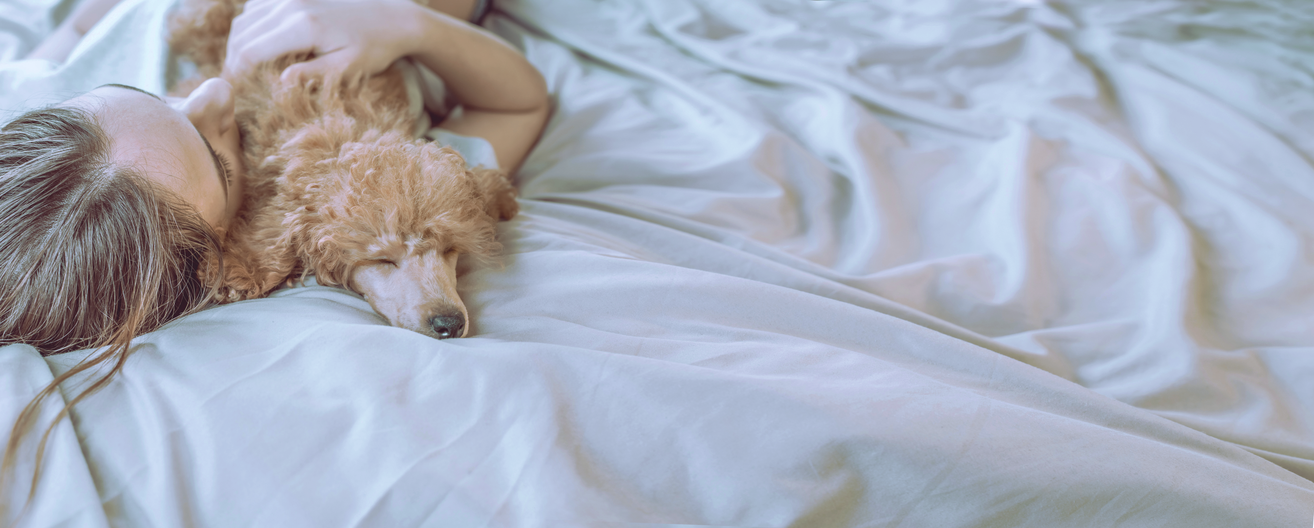 best bedding for puppies